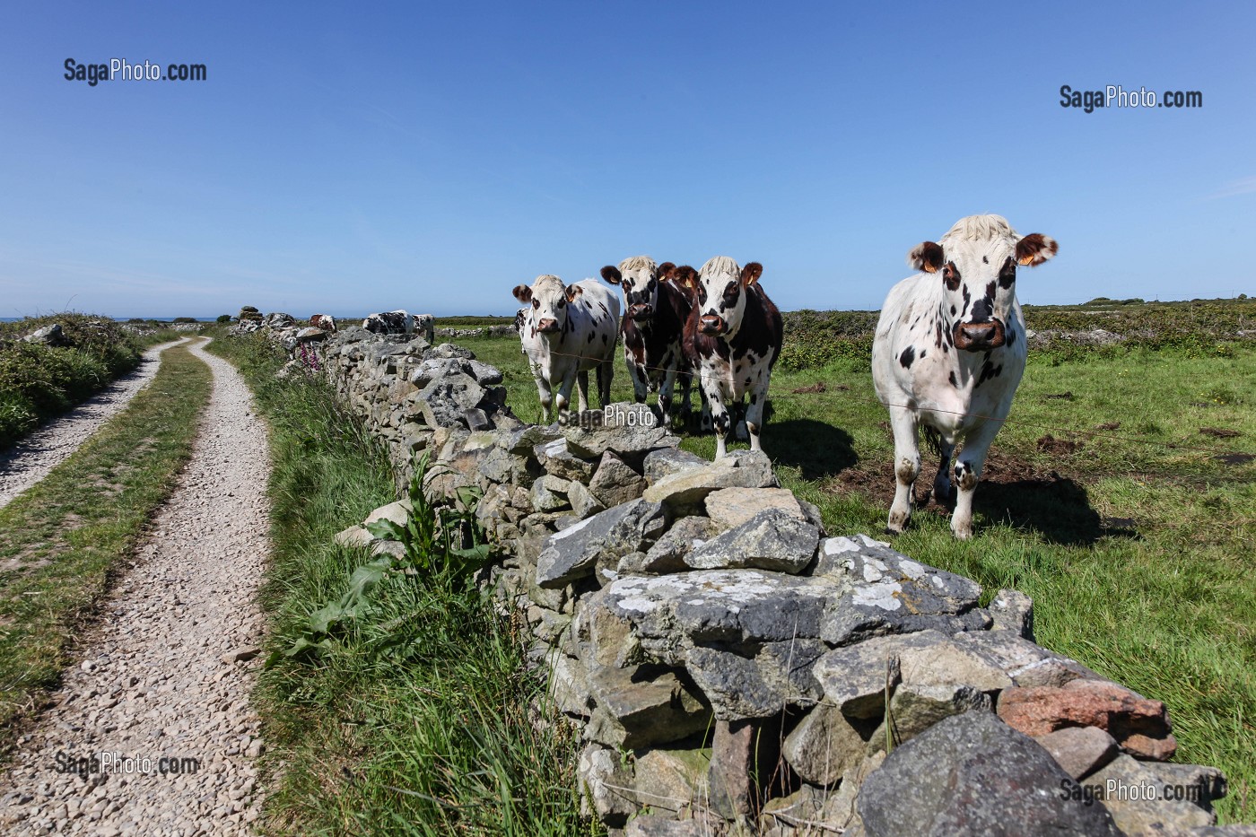 L'ELEVAGE DE BOVINS EN NORMANDIE 