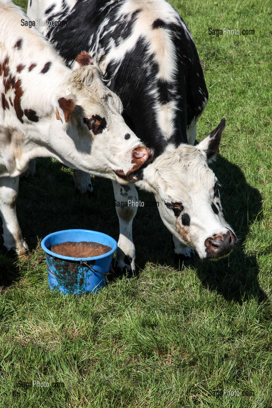 L'ELEVAGE DE BOVINS EN NORMANDIE 