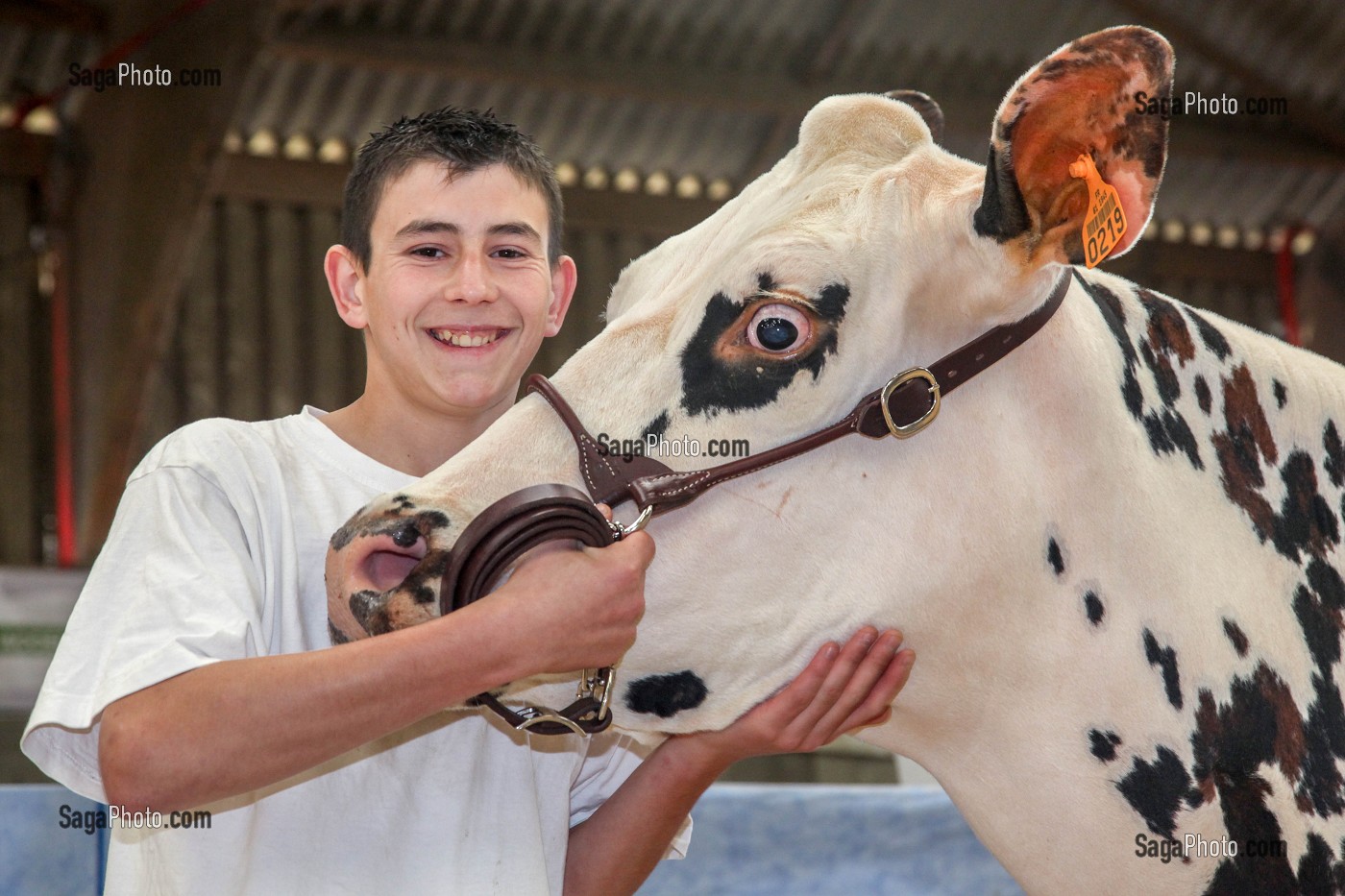 L'ELEVAGE DE BOVINS EN NORMANDIE 