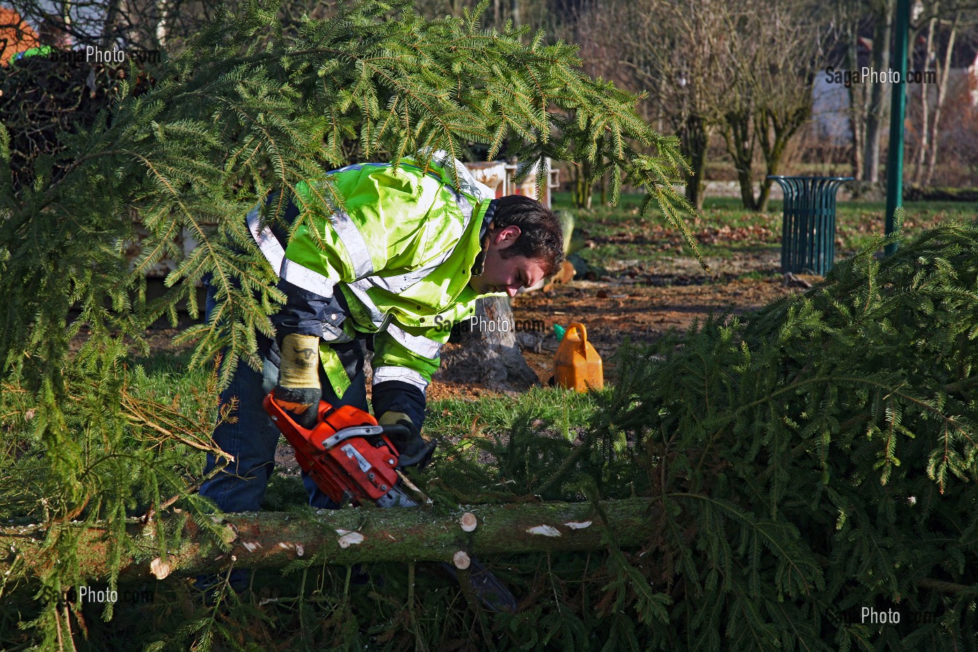 HOMME ABATTANT UN SAPIN AVEC UNE TRONCONNEUSE DANS UN PARC MUNICIPAL, RUGLES, EURE (27), HAUTE-NORMANDIE, FRANCE, EUROPE 