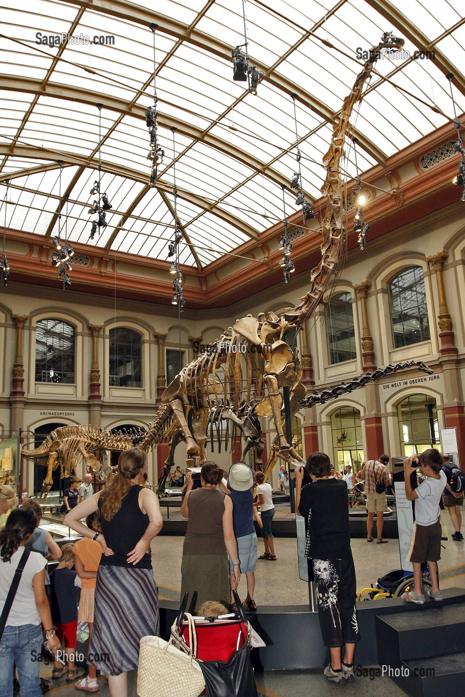 BRACHIOSAURUS BRANCAI DE 23 M DE LONG, MUSEUM D'HISTOIRE NATURELLE, MUSEUM FUR NATURKUNDE, BERLIN, ALLEMAGNE 