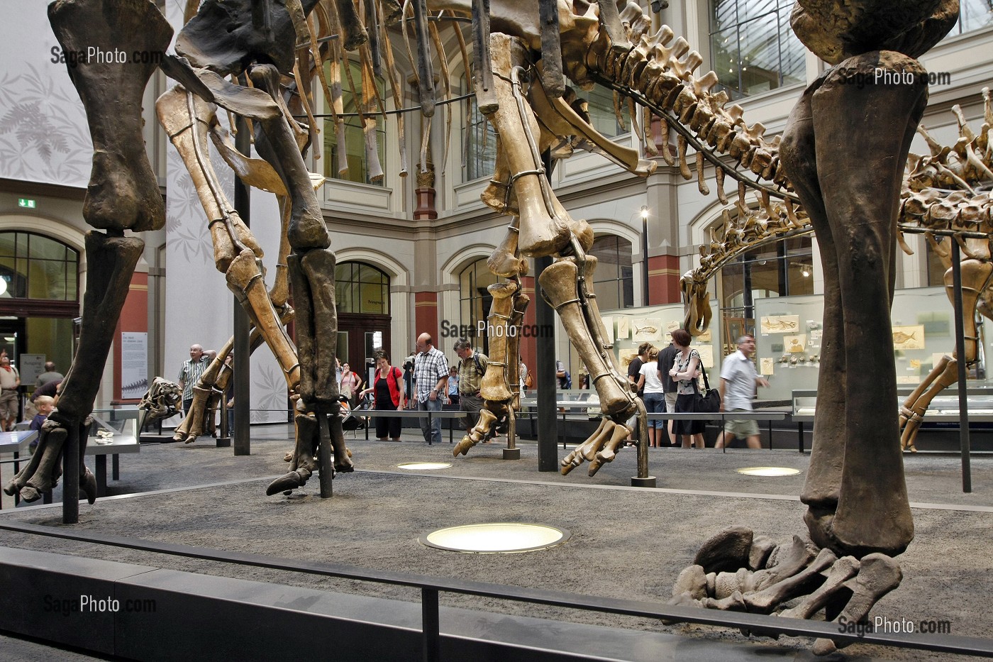 BRACHIOSAURUS BRANCAI DE 23 M DE LONG, MUSEUM D'HISTOIRE NATURELLE, MUSEUM FUR NATURKUNDE, BERLIN, ALLEMAGNE 