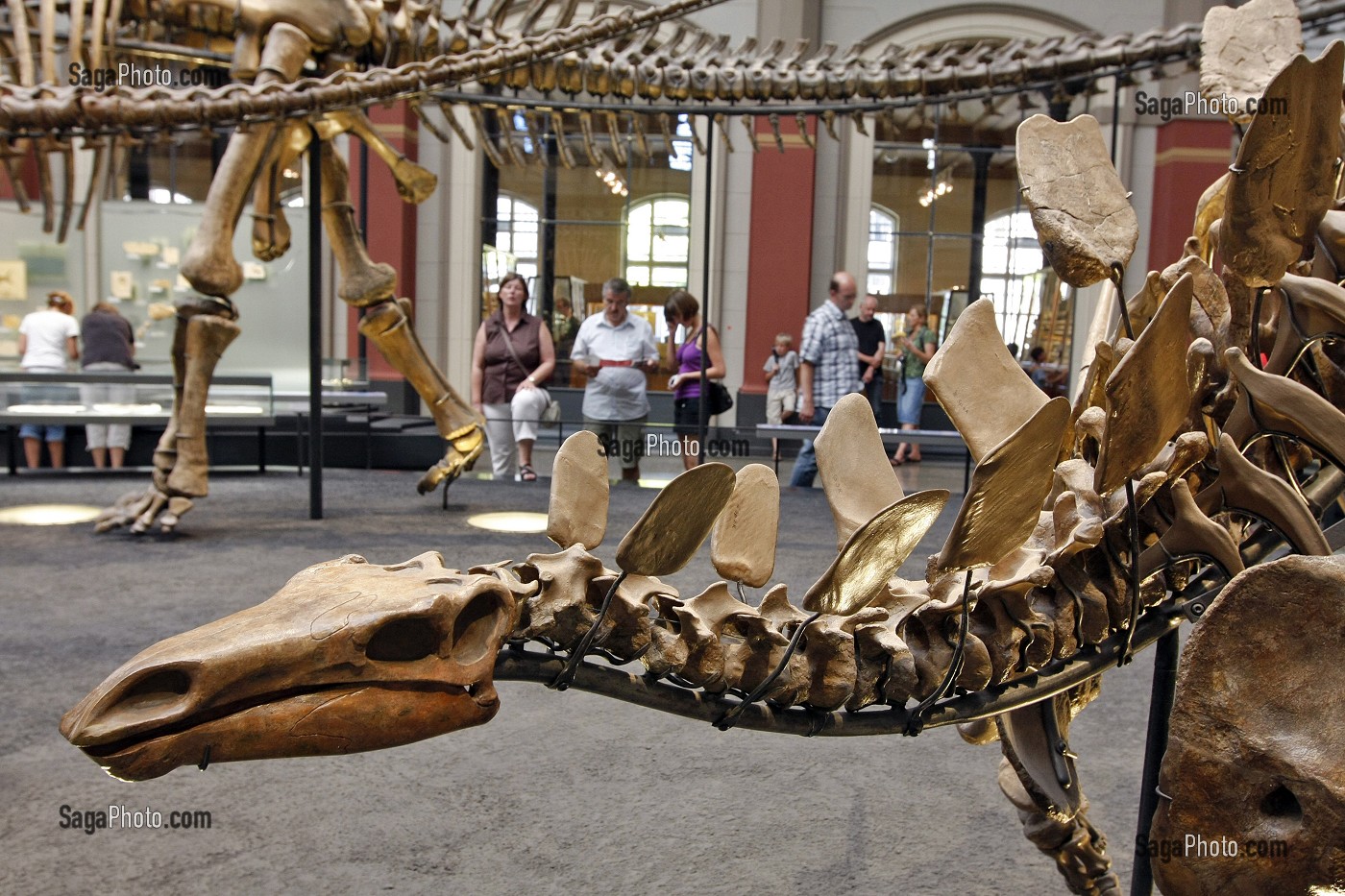 BRACHIOSAURUS BRANCAI DE 23 M DE LONG, MUSEUM D'HISTOIRE NATURELLE, MUSEUM FUR NATURKUNDE, BERLIN, ALLEMAGNE 