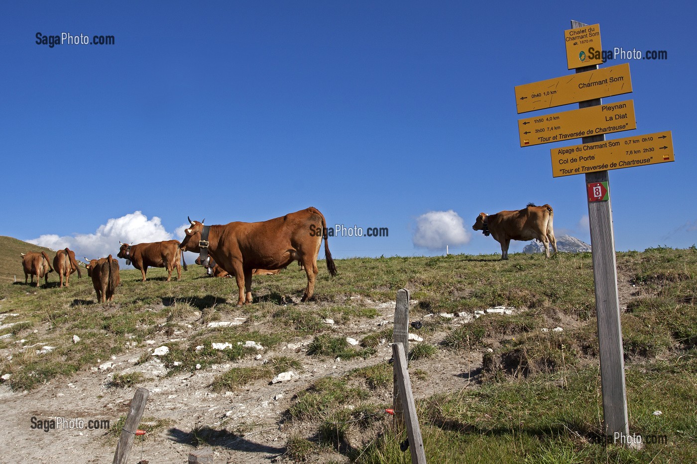 PARC NATUREL REGIONAL DE CHARTREUSE, ISERE, FRANCE 