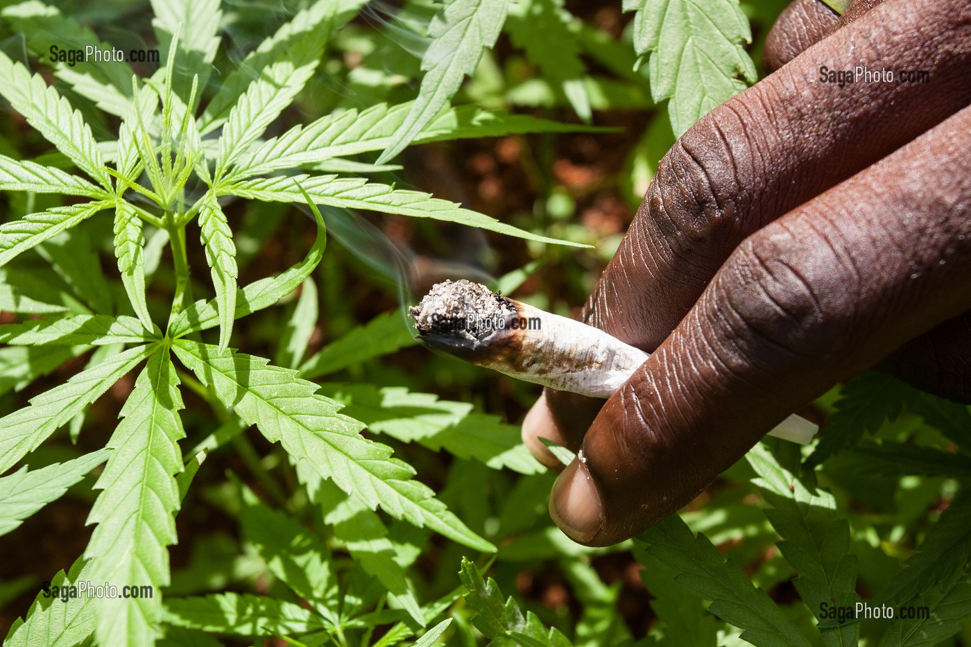 PRODUCTION DE MARIJUANA, JAMAIQUE, CARAIBES 