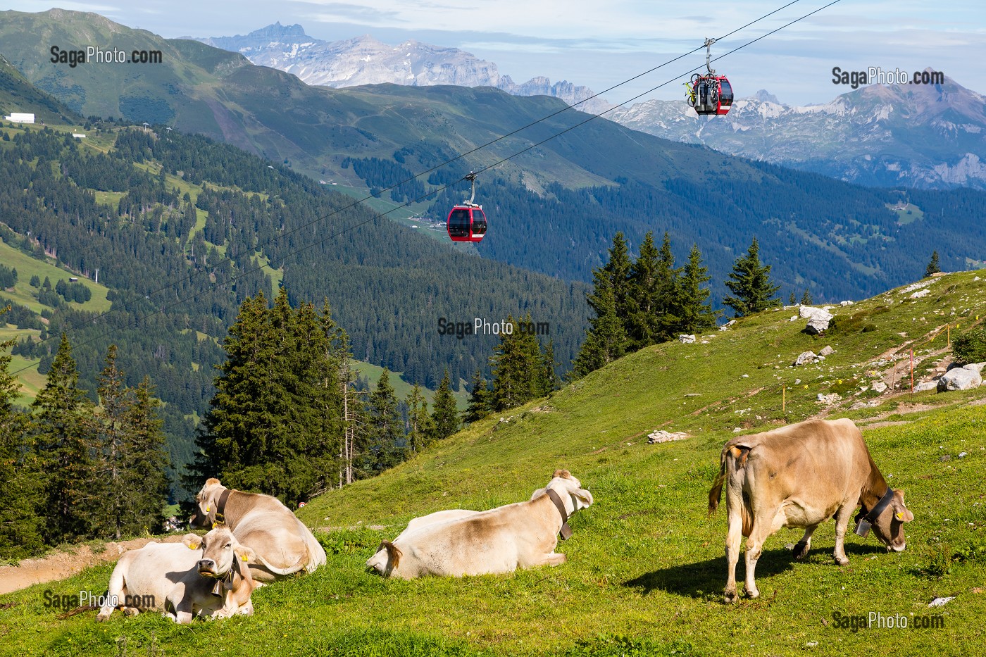 VACHES PAISSANT SUR UN ALPAGE DES ALPES SUISSES AVEC DES CABINES DE TELEPHERIQUE ET LA MONTAGNE EN FOND, STATION DE LENZERHEIDE, CANTON DES GRISONS, ALPES SUISSES, SUISSE 