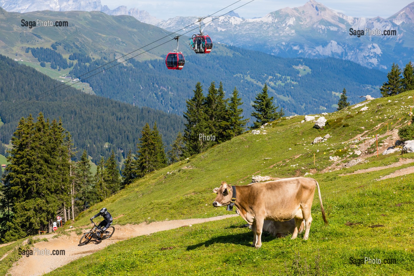 VACHES REGARDANT PASSER UN VETETISTE QUI DESCEND LE LONG D'UNE PISTE DE VTT AMENAGEE SUR UN ALPAGE, STATION DE LENZERHEIDE, CANTON DES GRISONS, ALPES SUISSES, SUISSE 