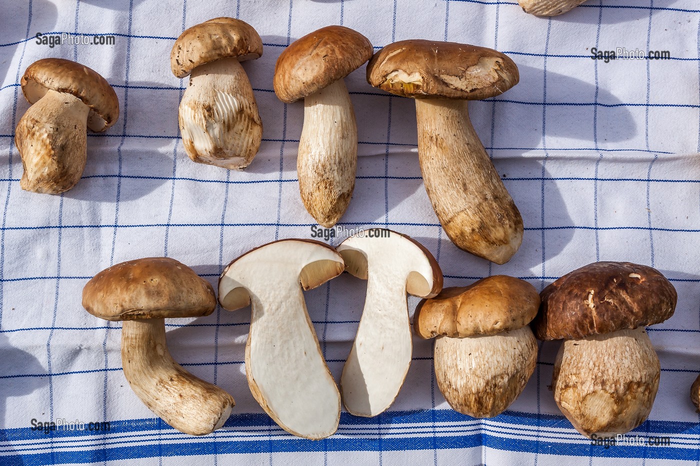 CEPES EN VENTE SUR LE MARCHE DE SAINT-GALL, MARAICHER, ALIMENTATION, CHAMPIGNONS, SANKT-GALLEN, SAINT-GALL, CANTON DE SAINT-GALL, SUISSE 