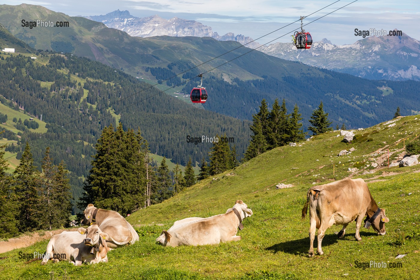 VACHES EN TRAIN DE PAITRE DANS UN ALPAGE SUR LES HAUTEURS DE LA STATION DE LENZERHEIDE AVEC DES TELECABINES ET LES ALPES SUISSES EN FOND, LENZERHEIDE, CANTON DES GRISONS, SUISSE 