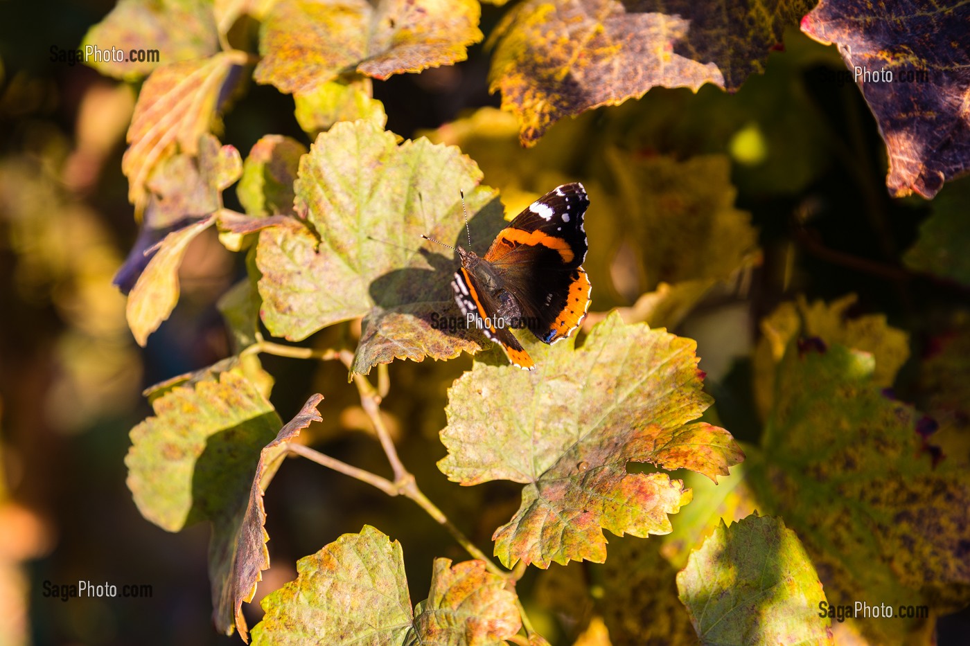 PAPILLON POSE SUR UNE FEUILLE DE VIGNE DANS UNE VIGNE DU LAVAUX, NATURE, REGION VITICOLE INSCRITE SUR LA LISTE DU PATRIMOINE MONDIAL DE L'UNESCO DEPUIS 2007, VIN, LAVAUX, CANTON DE VAUD, SUISSE 