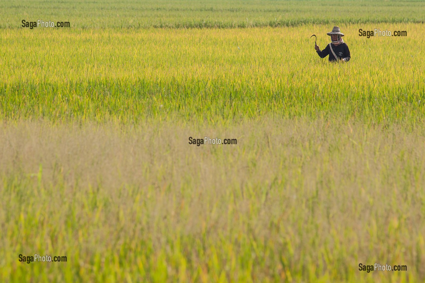 RIZICULTURE, THAILANDE, ASIE 