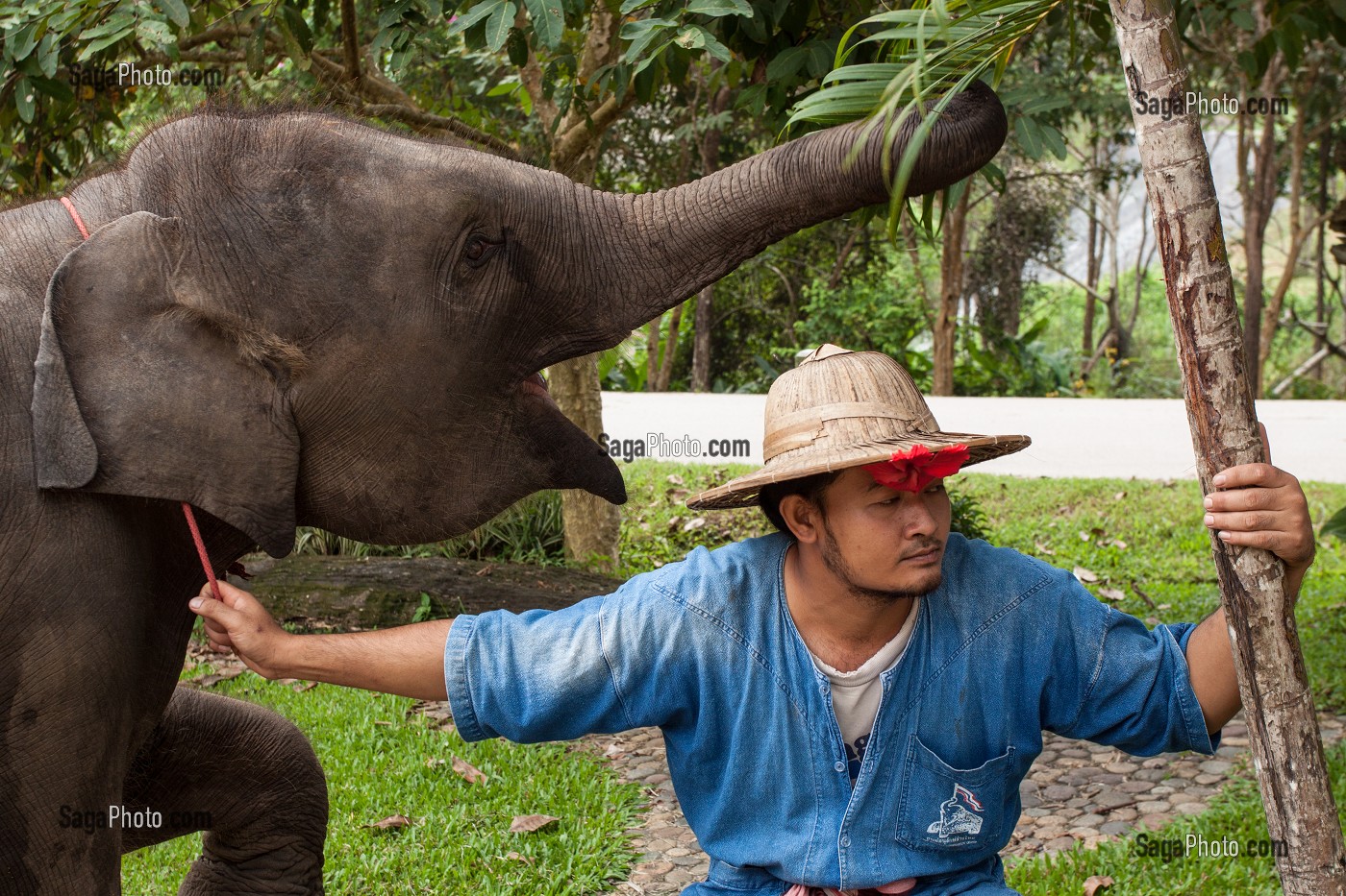 MAHOUT ET DRESSAGE D’ELEPHANTS, THAILANDE, ASIE 