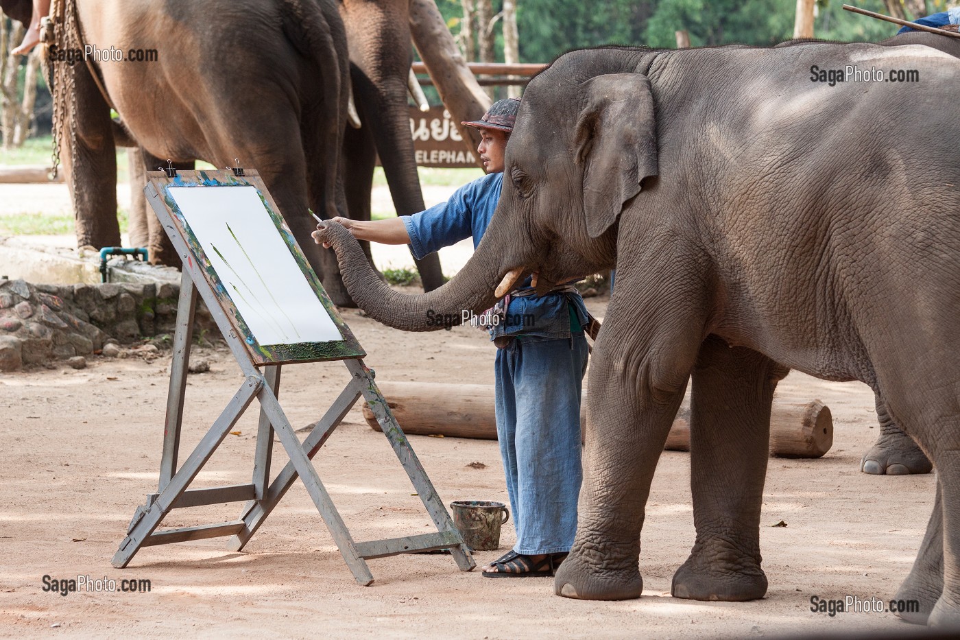 MAHOUT ET DRESSAGE D’ELEPHANTS, THAILANDE, ASIE 