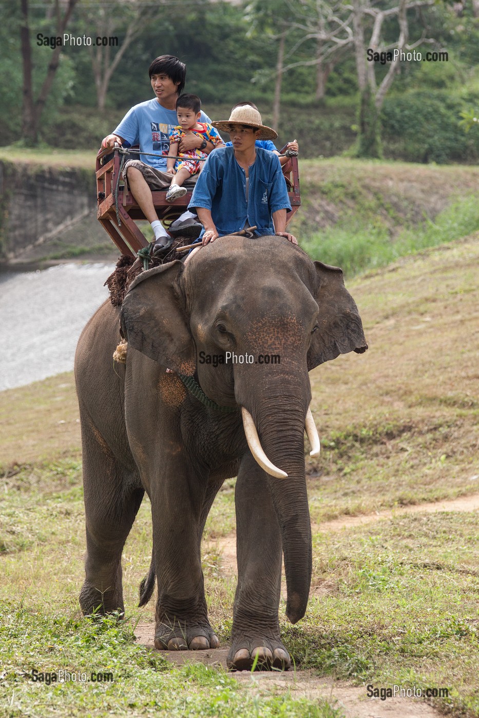 MAHOUT ET DRESSAGE D’ELEPHANTS, THAILANDE, ASIE 