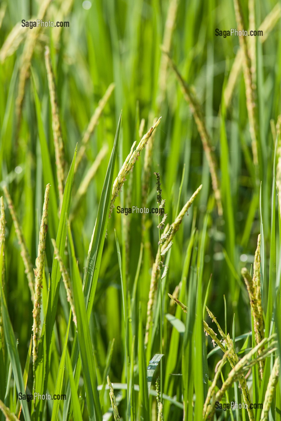 RIZICULTURE, THAILANDE, ASIE 