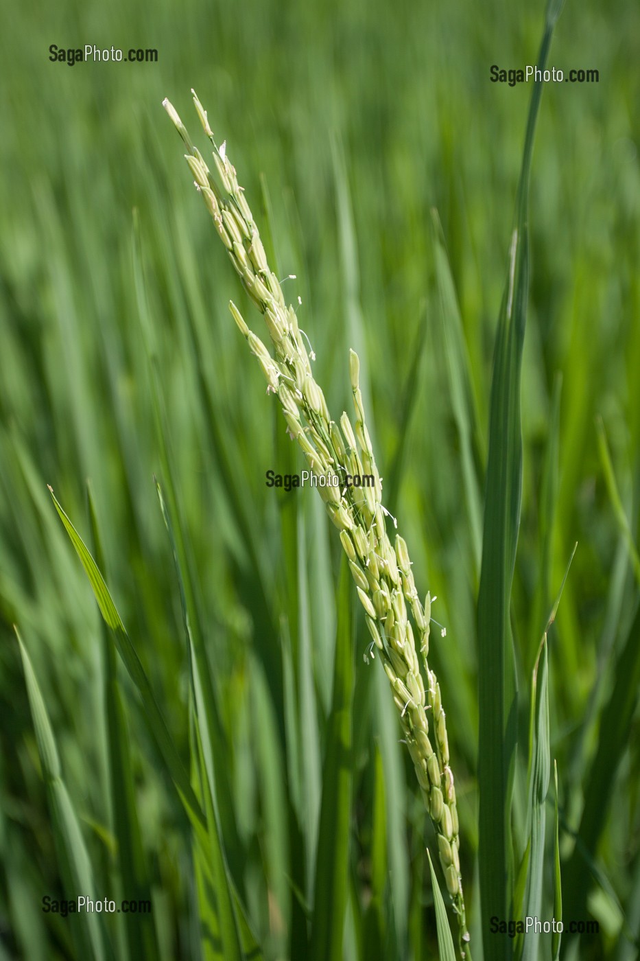 RIZICULTURE, THAILANDE, ASIE 