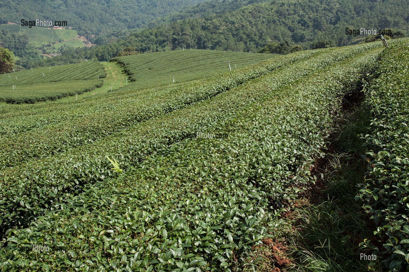 PRODUCTION DE THE, THAILANDE, ASIE 