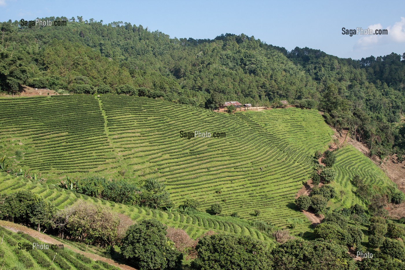 PRODUCTION DE THE, THAILANDE, ASIE 