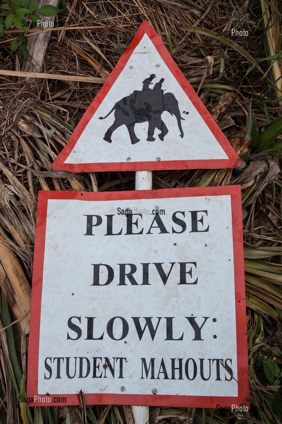 MAHOUT ET DRESSAGE D’ELEPHANTS, THAILANDE, ASIE 