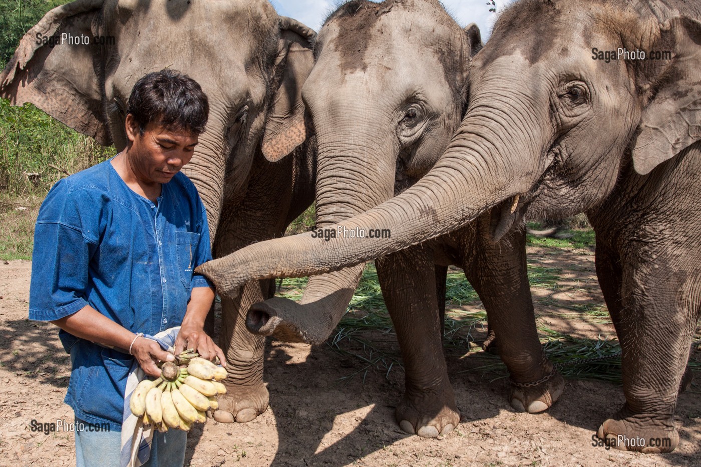 MAHOUT ET DRESSAGE D’ELEPHANTS, THAILANDE, ASIE 