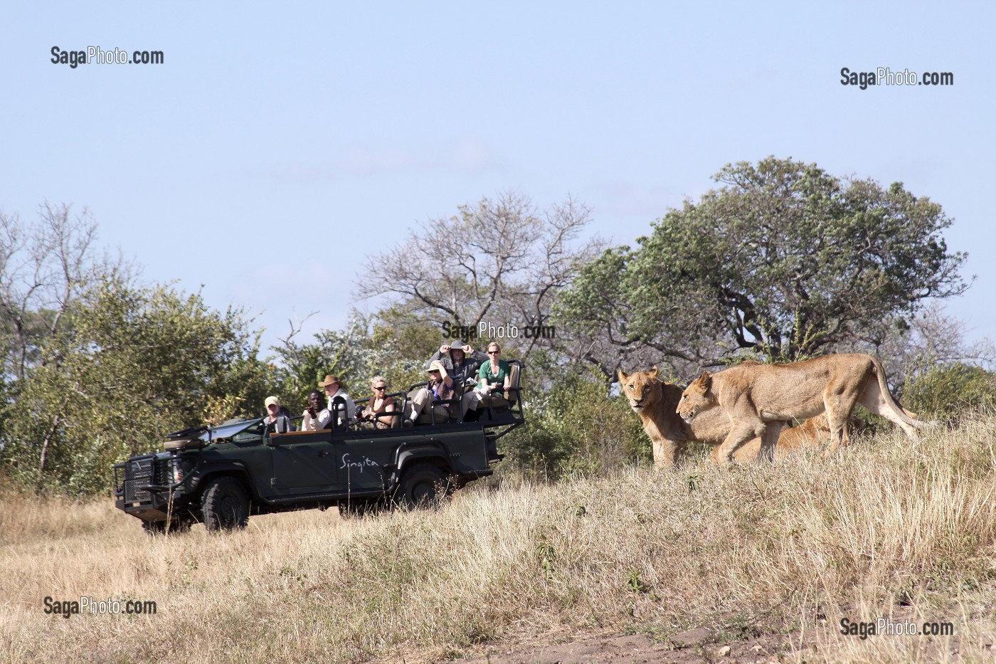 TOURISTES OBSERVANT DES LIONS DANS LA RESERVE PRIVEE DE SINGITA, SAFARI, RELAIS ET CHATEAUX, RESERVE FAUNIQUE DE SABIE SAND, PARC NATIONAL DU KRUGER, AFRIQUE DU SUD 