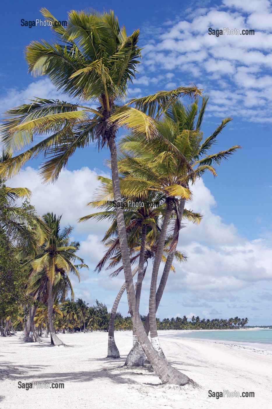 COCOTIER SUR UNE PLAGE DE PUNTA CANA, PUNTA CANA, REPUBLIQUE DOMINICAINE 