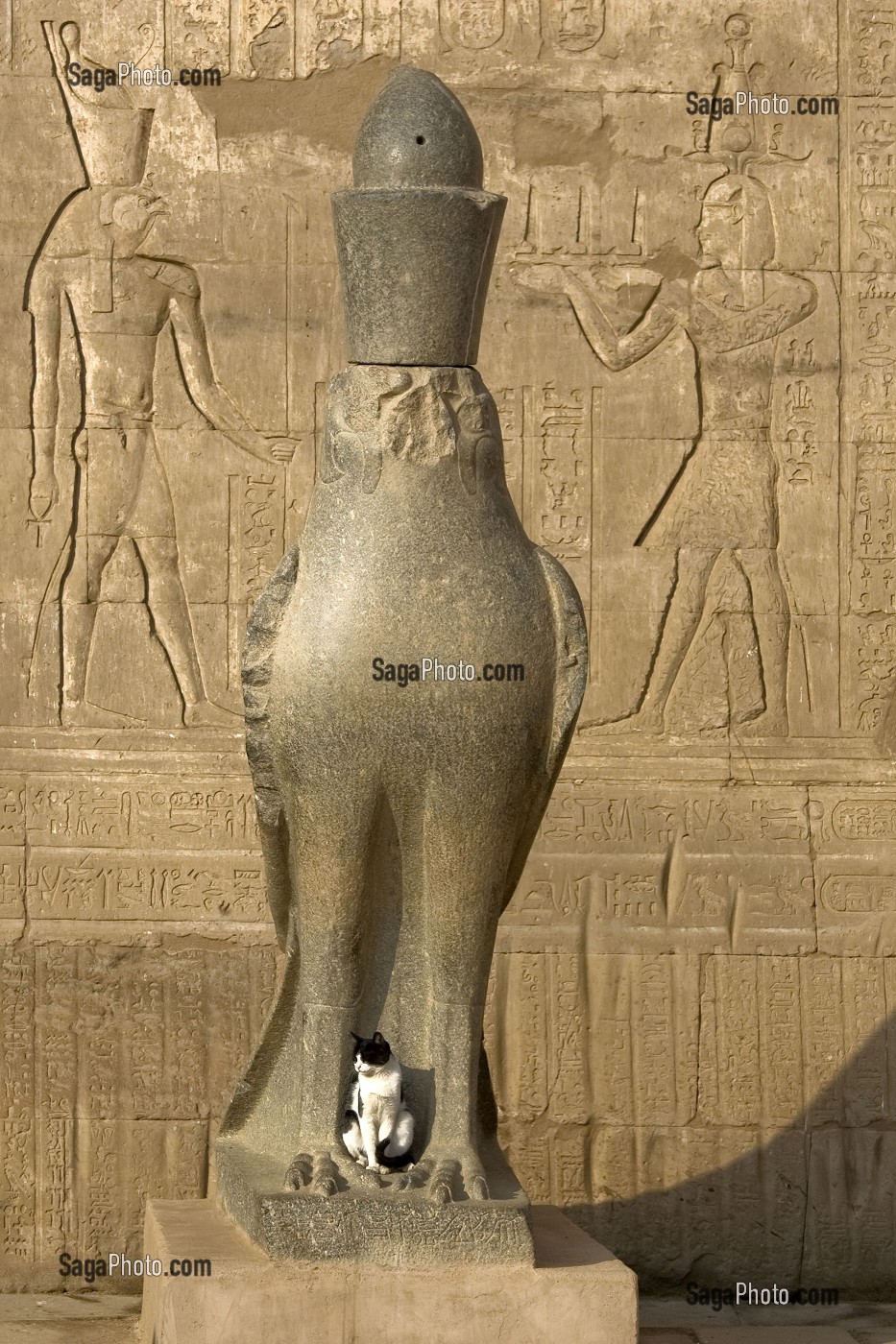 STATUE DE FAUCON DU HORUS, TEMPLE D'EDFOU, CE TEMPLE EST LE MIEUX CONSERVE DE TOUTE L’EGYPTE ANTIQUE, TEMPLE DEDIE AU DIEU FAUCON HORUS, LE TEMPLE FUT DEGAGE SOUS LA DIRECTION D’AUGUSTE MARIETTE A PARTIR DE 1859, EDFOU, EGYPTE, AFRIQUE 