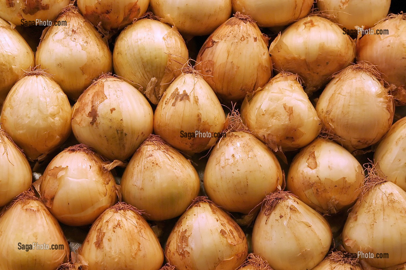 ETAL D'OIGNONS  AU MARCHE 'LA BOQUERIA', TEMPLE CULINAIRE DEVENU UN DES PLUS GRAND MARCHE D'EUROPE, QUARTIER 'EL RAVAL', BARCELONA 
