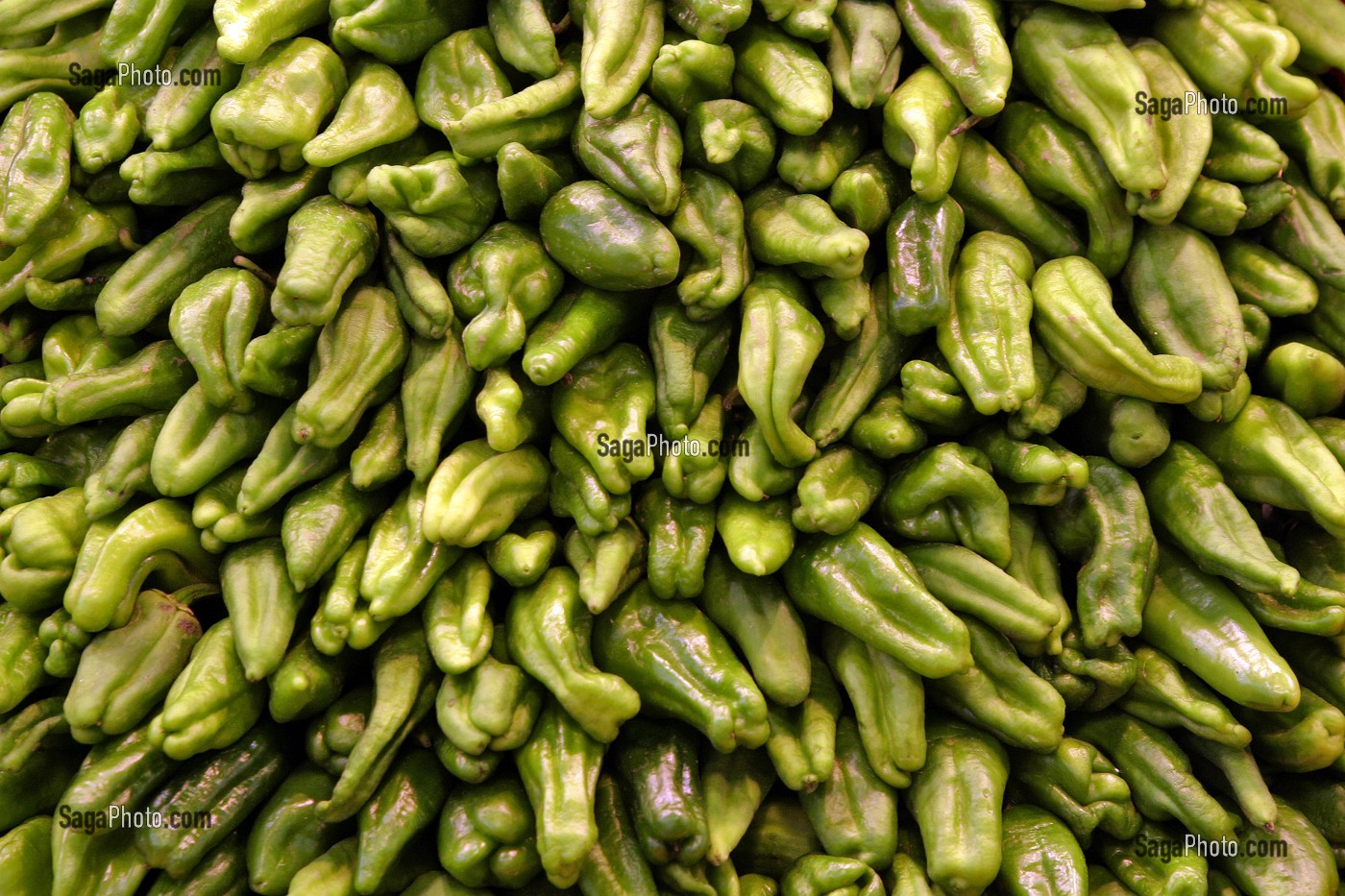 ETAL DE PIMENTS VERTS AU MARCHE 'LA BOQUERIA', TEMPLE CULINAIRE DEVENU UN DES PLUS GRAND MARCHE D'EUROPE, QUARTIER 'EL RAVAL', BARCELONA 