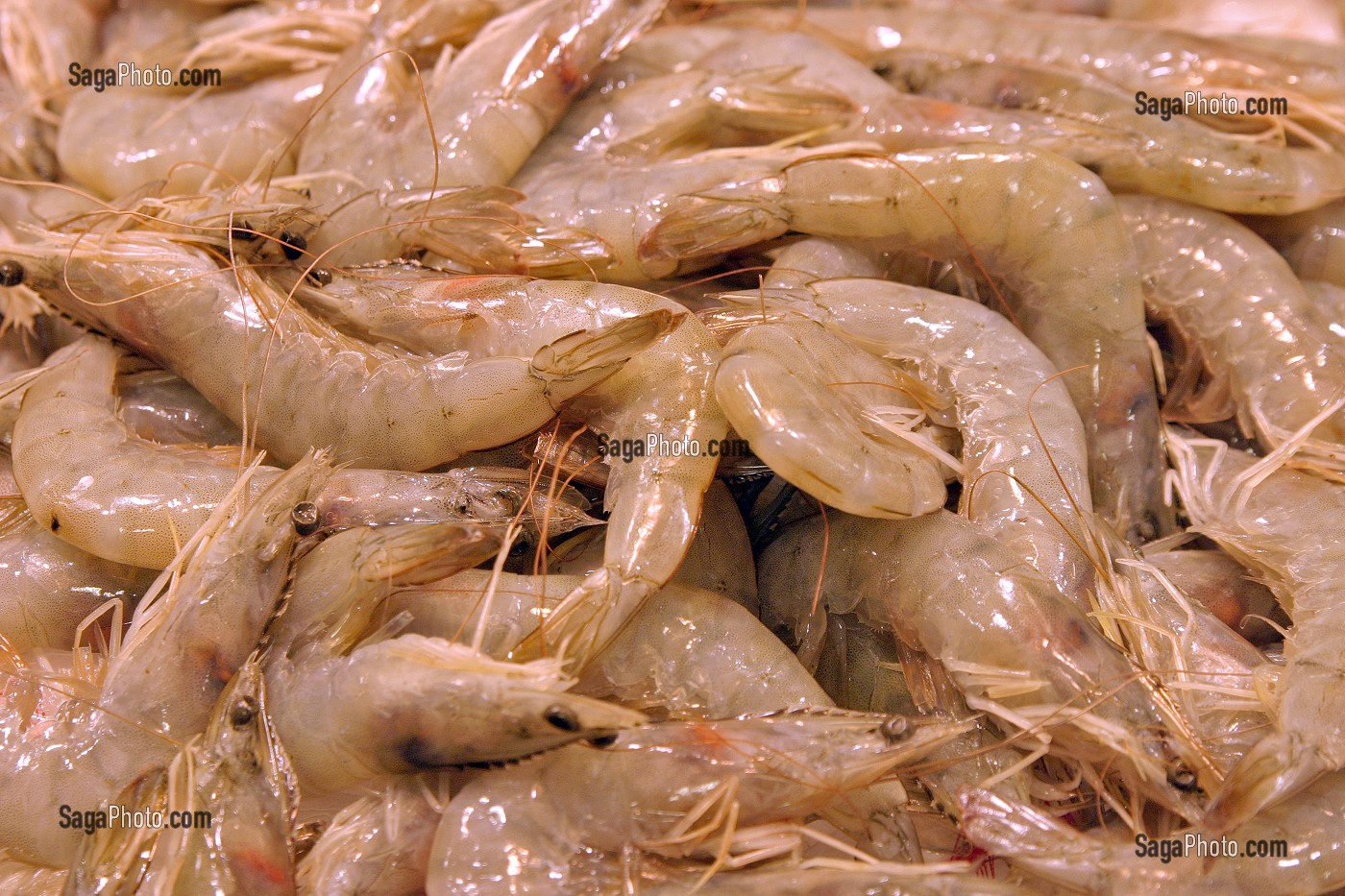 ETAL DE GROSSE CREVETTES (GAMBAS) SERVANT AUX PLATS DE PAELLA AU MARCHE 'LA BOQUERIA', TEMPLE CULINAIRE DEVENU UN DES PLUS GRAND MARCHE D'EUROPE, QUARTIER 'EL RAVAL', BARCELONA 