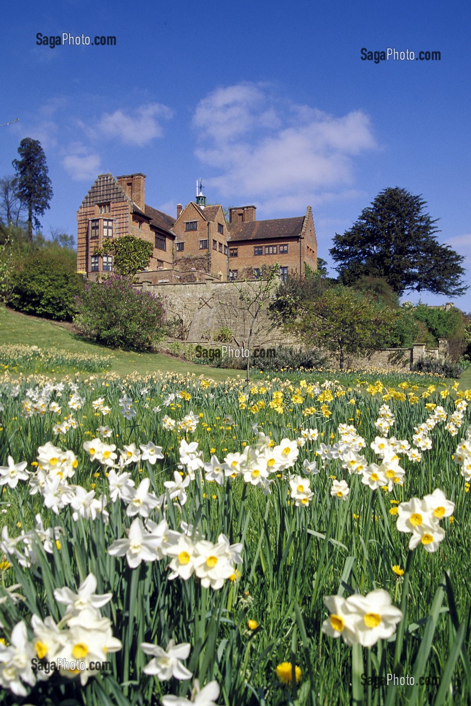 LES JONQUILLES DU JARDIN DE CHARTWELL HOUSE, MAISON DE WINSTON CHURCHILL, WESTERHAM, KENT, ANGLETERRE 