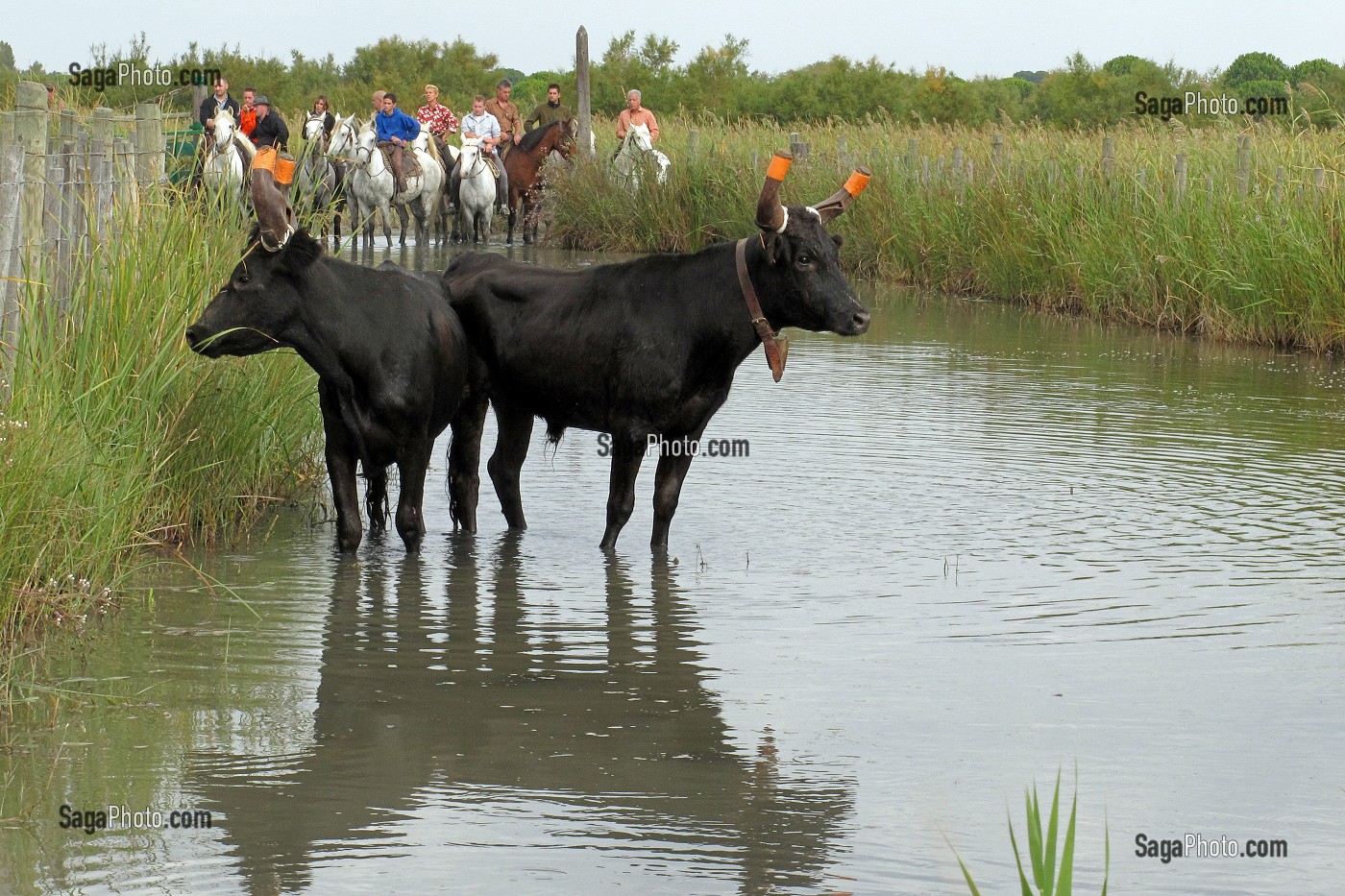 SELECTION DE TAUREAUX AU PRES, AIGUES MORTES, CAMARGUE, GARD (30), FRANCE 