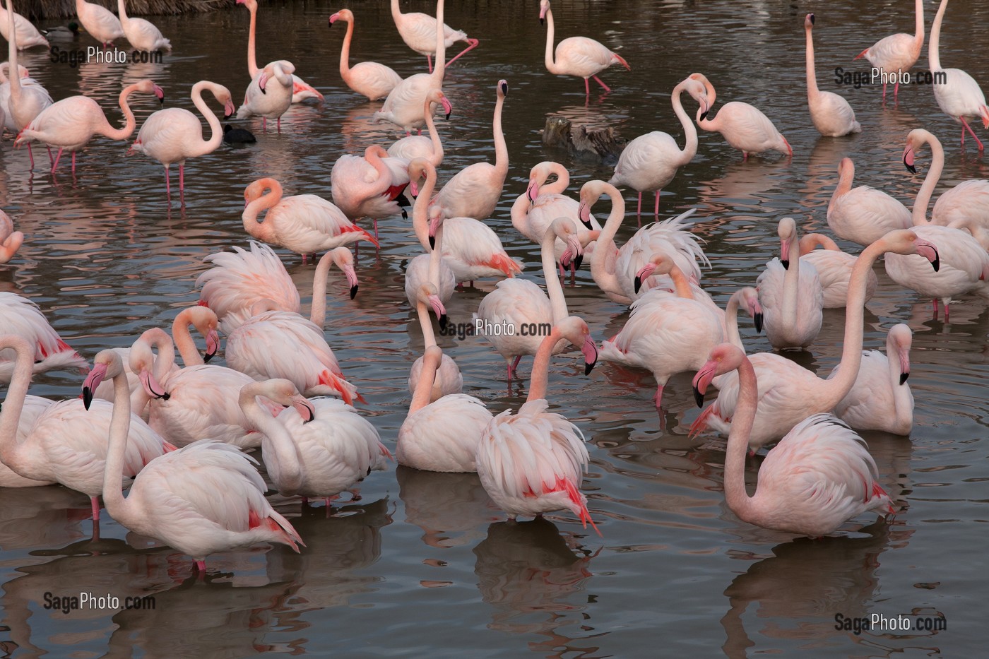 MARAIS ET PLANS D’EAU EN CAMARGUE, SUD DE LA FRANCE 