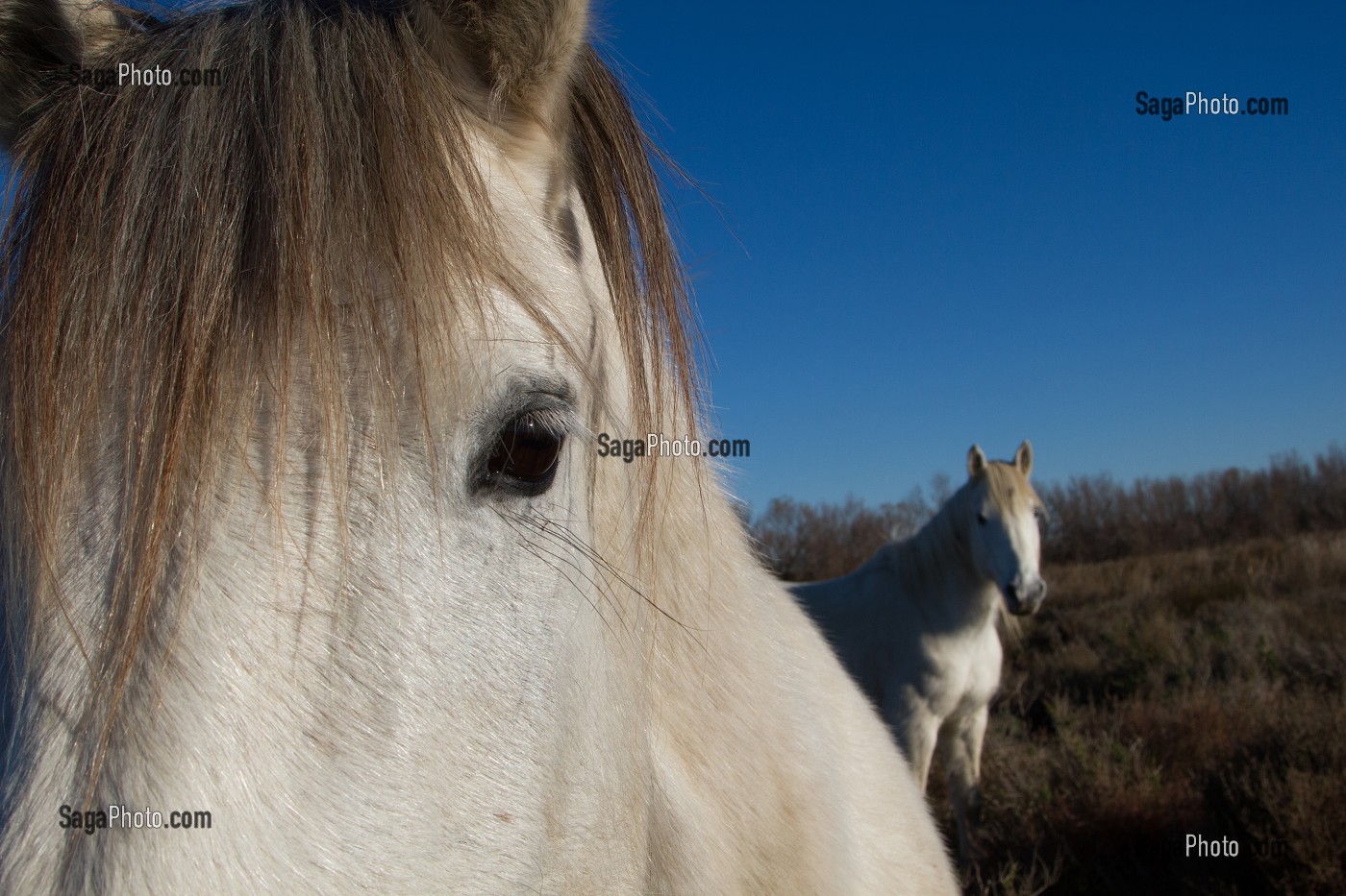 ILLUSTRATION CAMARGUE, GARD (30), LANGUEDOC-ROUSSILLON, FRANCE 