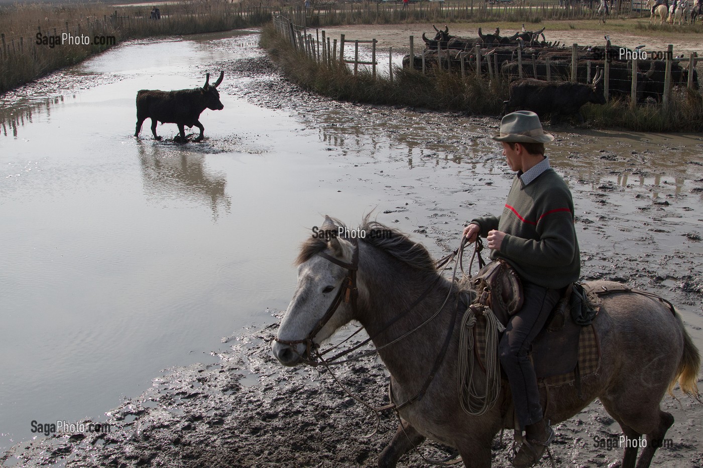 ILLUSTRATION CAMARGUE, GARD (30), LANGUEDOC-ROUSSILLON, FRANCE 