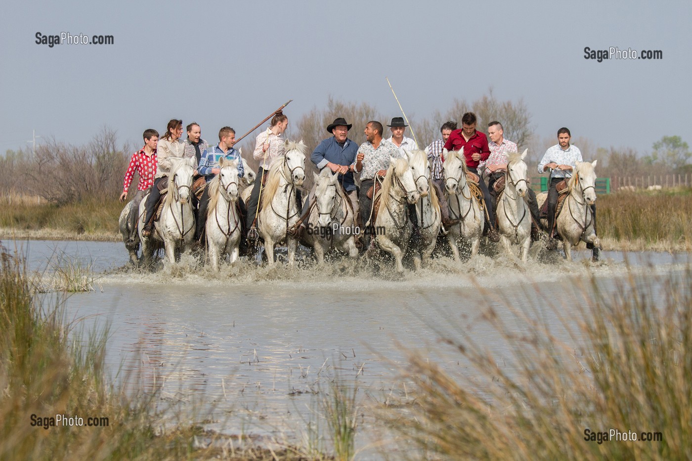 ILLUSTRATION CAMARGUE, GARD (30), LANGUEDOC-ROUSSILLON, FRANCE 