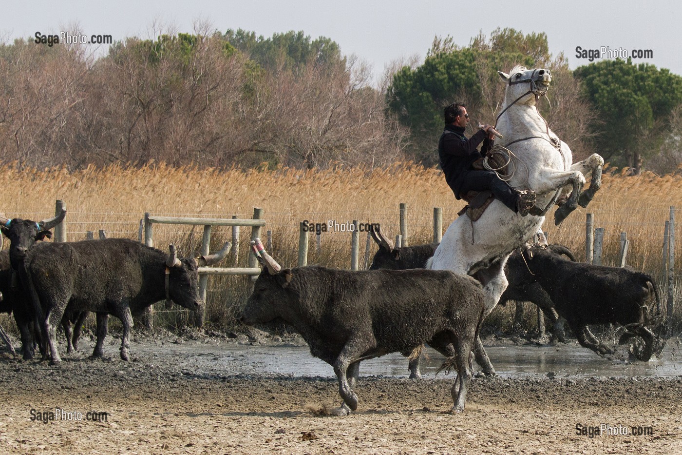 ILLUSTRATION CAMARGUE, GARD (30), LANGUEDOC-ROUSSILLON, FRANCE 