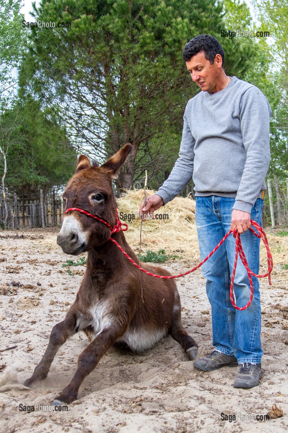 MANADE DE LUCIEN KRENINGER, SAINT-LAURENT D’AIGOUZE, (30) GARD, FRANCE 