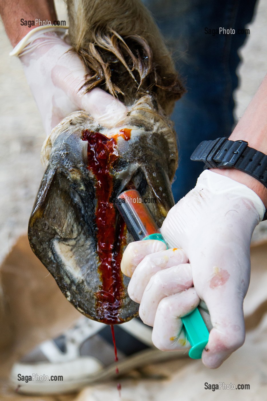 MANADE DE LUCIEN KRENINGER, SAINT-LAURENT D’AIGOUZE, (30) GARD, FRANCE 
