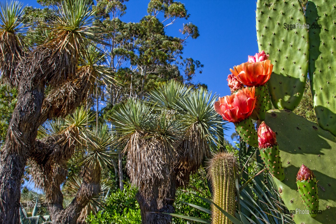 JARDIN ZOOLOGIQUE TROPICAL, LA-LONDE-LES-MAURES, (83) VAR, PACA, FRANCE 