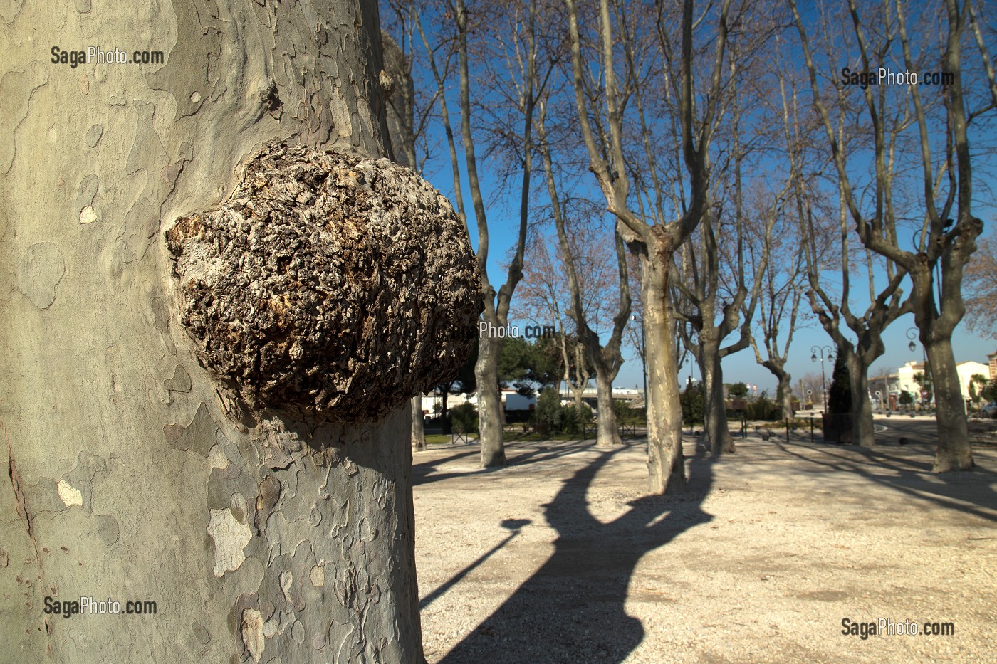 MALADIE DU PLATANE DANS LE SUD DE LA FRANCE, AIGUES-MORTES, (30) GARD, LANGUEDOC-ROUSSILLON, FRANCE 