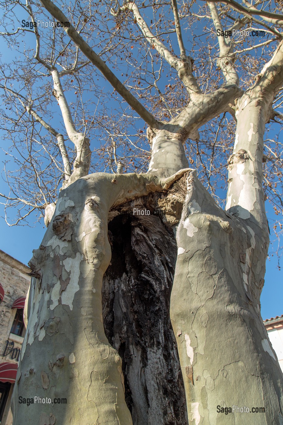 MALADIE DU PLATANE DANS LE SUD DE LA FRANCE, AIGUES-MORTES, (30) GARD, LANGUEDOC-ROUSSILLON, FRANCE 