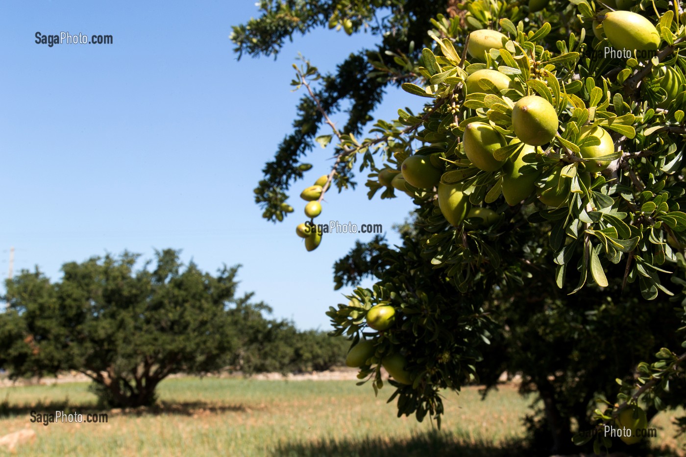 L'HUILE D'ARGAN, SUD D'ESSAOUIRA, MAROC, AFRIQUE DU NORD 