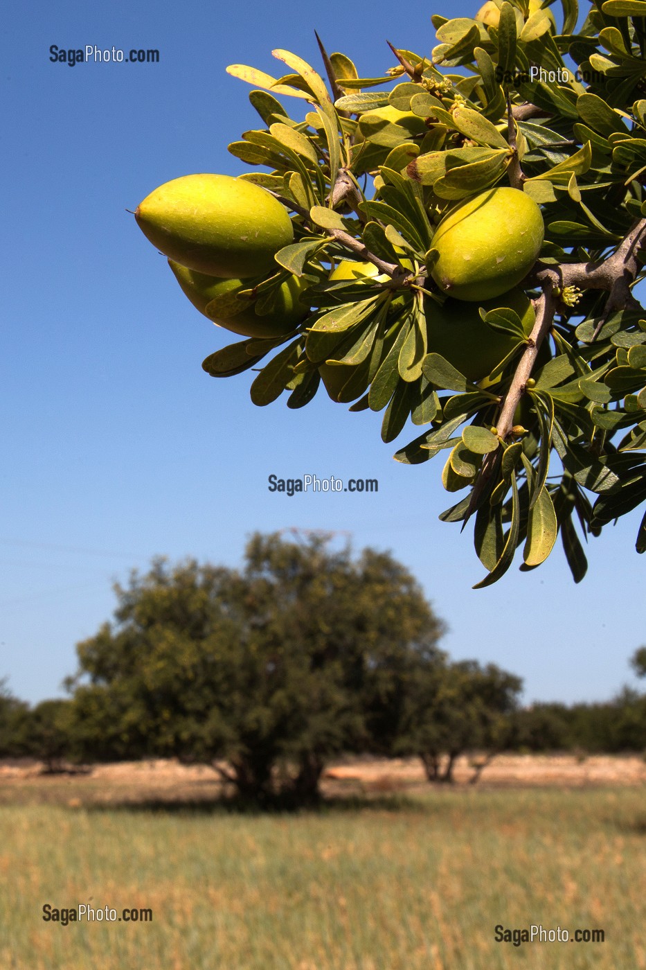 L'HUILE D'ARGAN, SUD D'ESSAOUIRA, MAROC, AFRIQUE DU NORD 