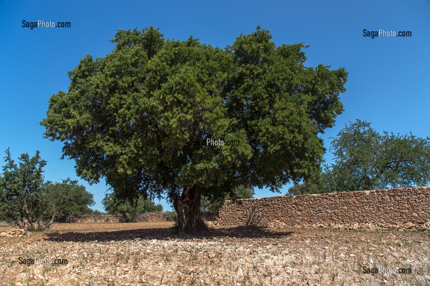 L'HUILE D'ARGAN, SUD D'ESSAOUIRA, MAROC, AFRIQUE DU NORD 