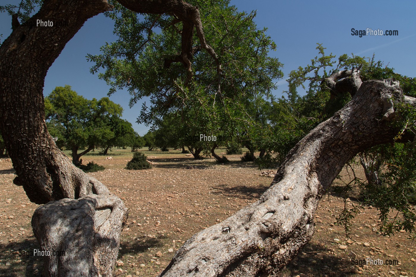 L'HUILE D'ARGAN, SUD D'ESSAOUIRA, MAROC, AFRIQUE DU NORD 