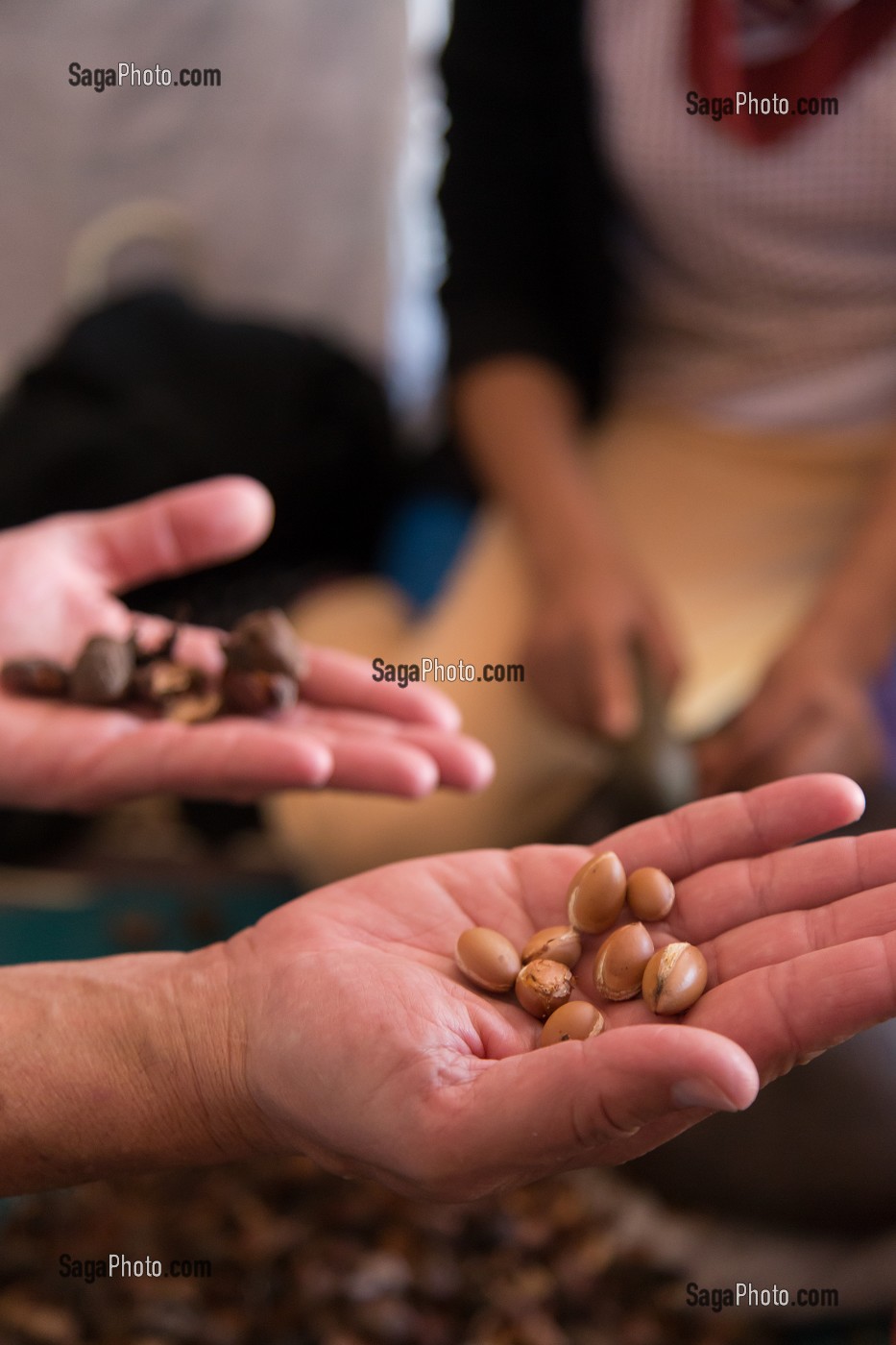 L'HUILE D'ARGAN, SUD D'ESSAOUIRA, MAROC, AFRIQUE DU NORD 