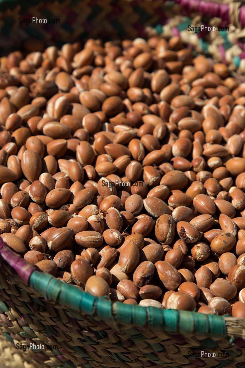 L'HUILE D'ARGAN, SUD D'ESSAOUIRA, MAROC, AFRIQUE DU NORD 