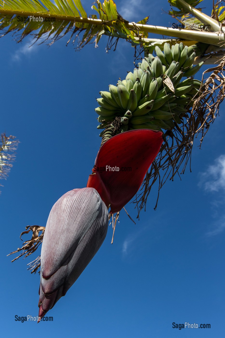 LES BANANES POUSSENT SURTOUT DANS LE CLIMAT TROPICAL, TABUA, ILE DE MADERE, PORTUGAL 