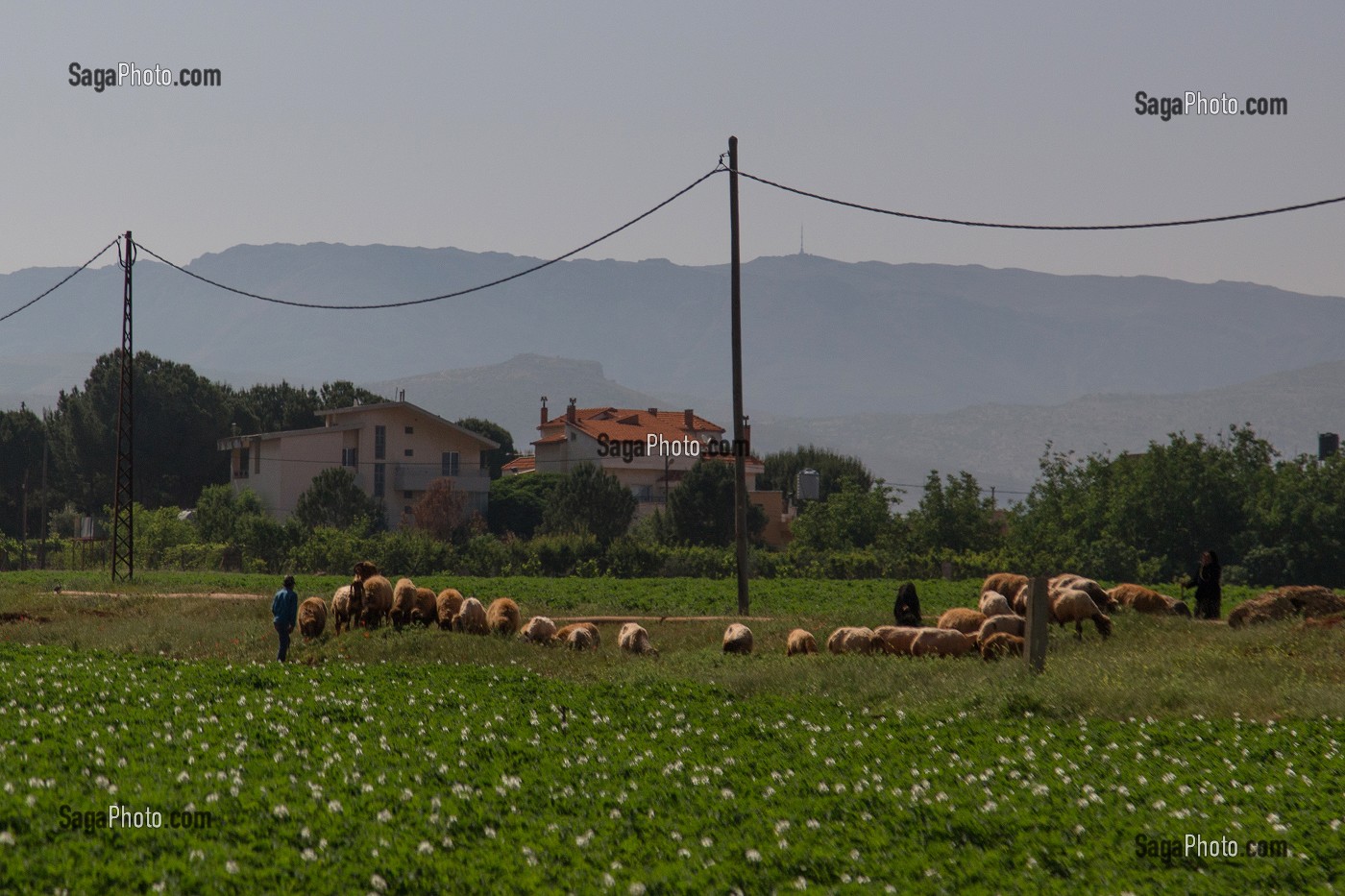 LE LIBAN, PROCHE ORIENT 